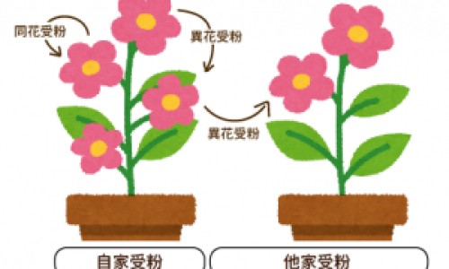 肝癌和囊肿b超区别是什么-肝癌和囊肿b超区别网- 肝癌和囊肿b超区别图片知识,分享肝癌与肝囊肿b超分辨